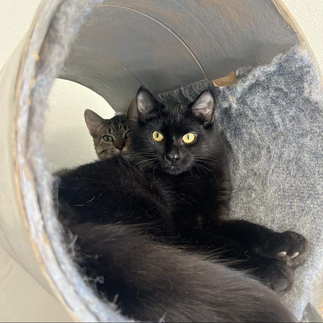 Autumn, Adoptable, Adult Female Domestic Long Hair.