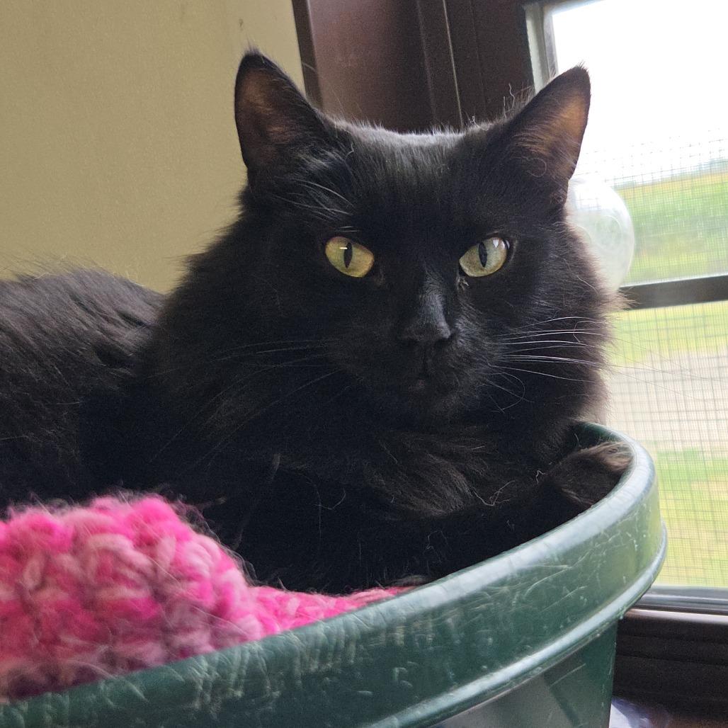 Enlarge Autumn, a Adoptable Domestic Long Hair in Rock Falls, IL image 2/2