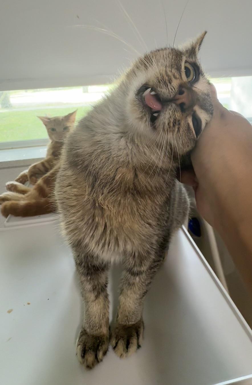 Stallone (SWEETEST EVER)