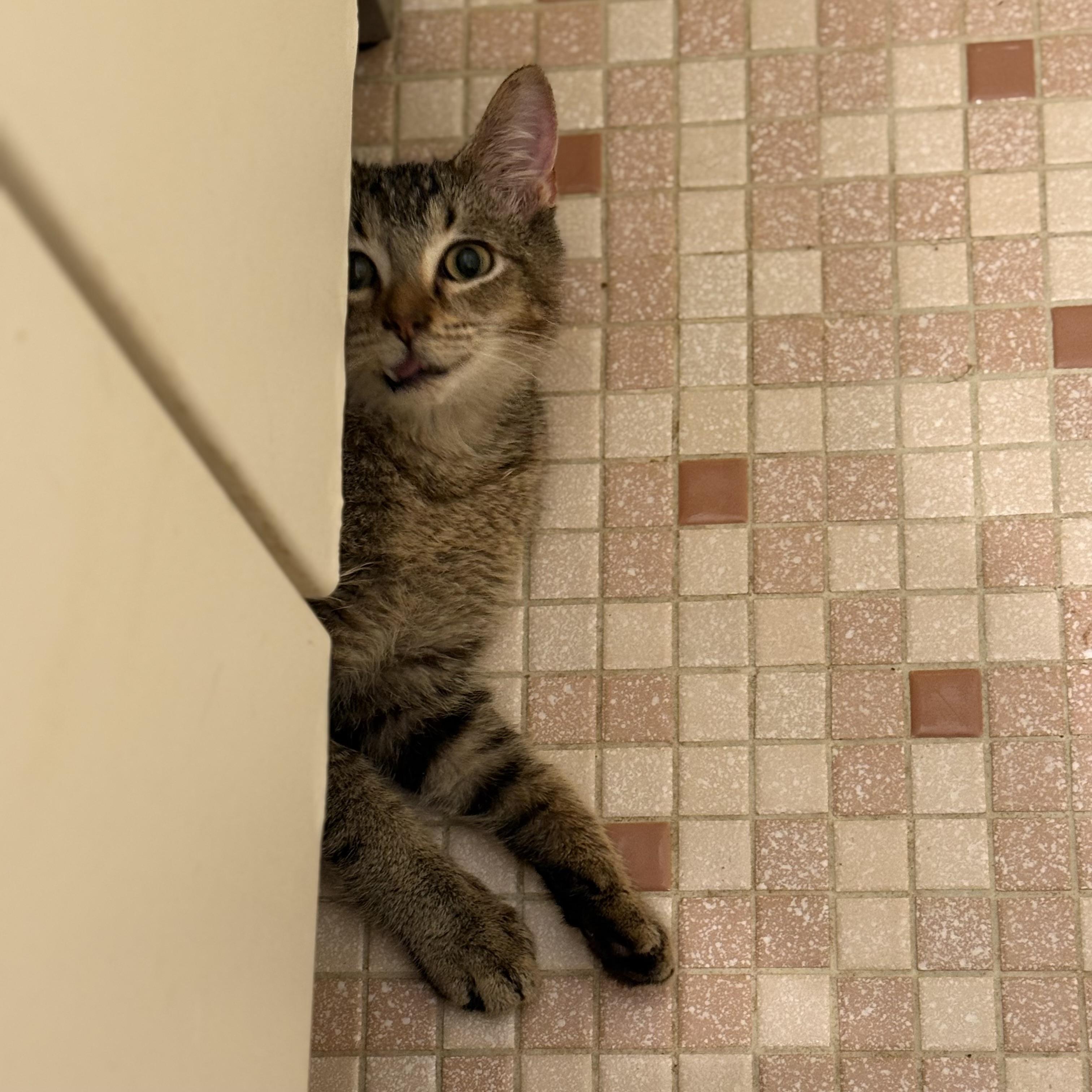 Stallone (SWEETEST EVER) — thumbnail 4