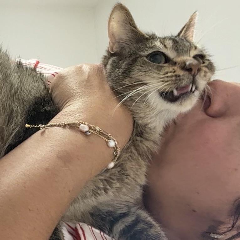 Stallone (SWEETEST EVER) — thumbnail 6