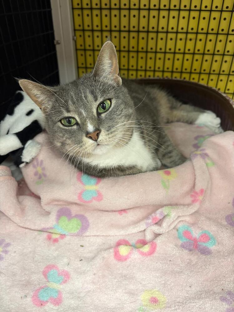 Enlarge Shelby, a Adoptable Domestic Short Hair in Orlando, FL image 1/2