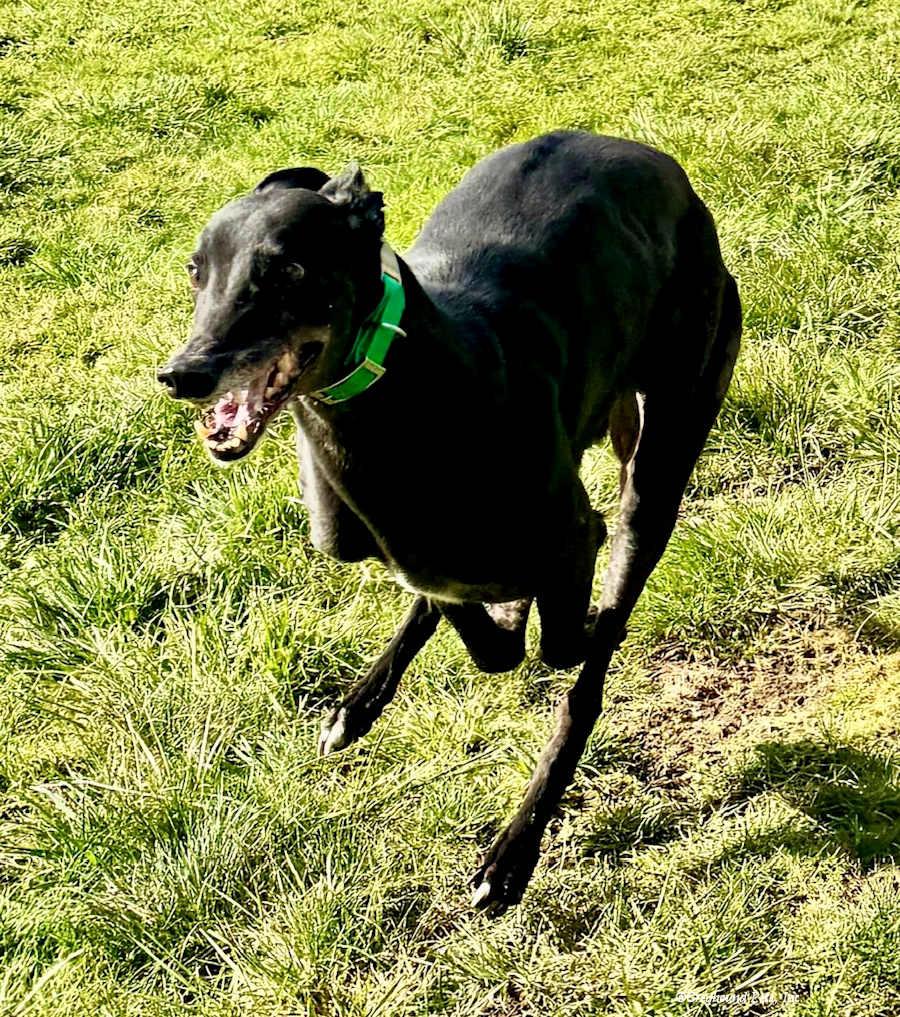Ben, Adoptable, Adult Male Greyhound.