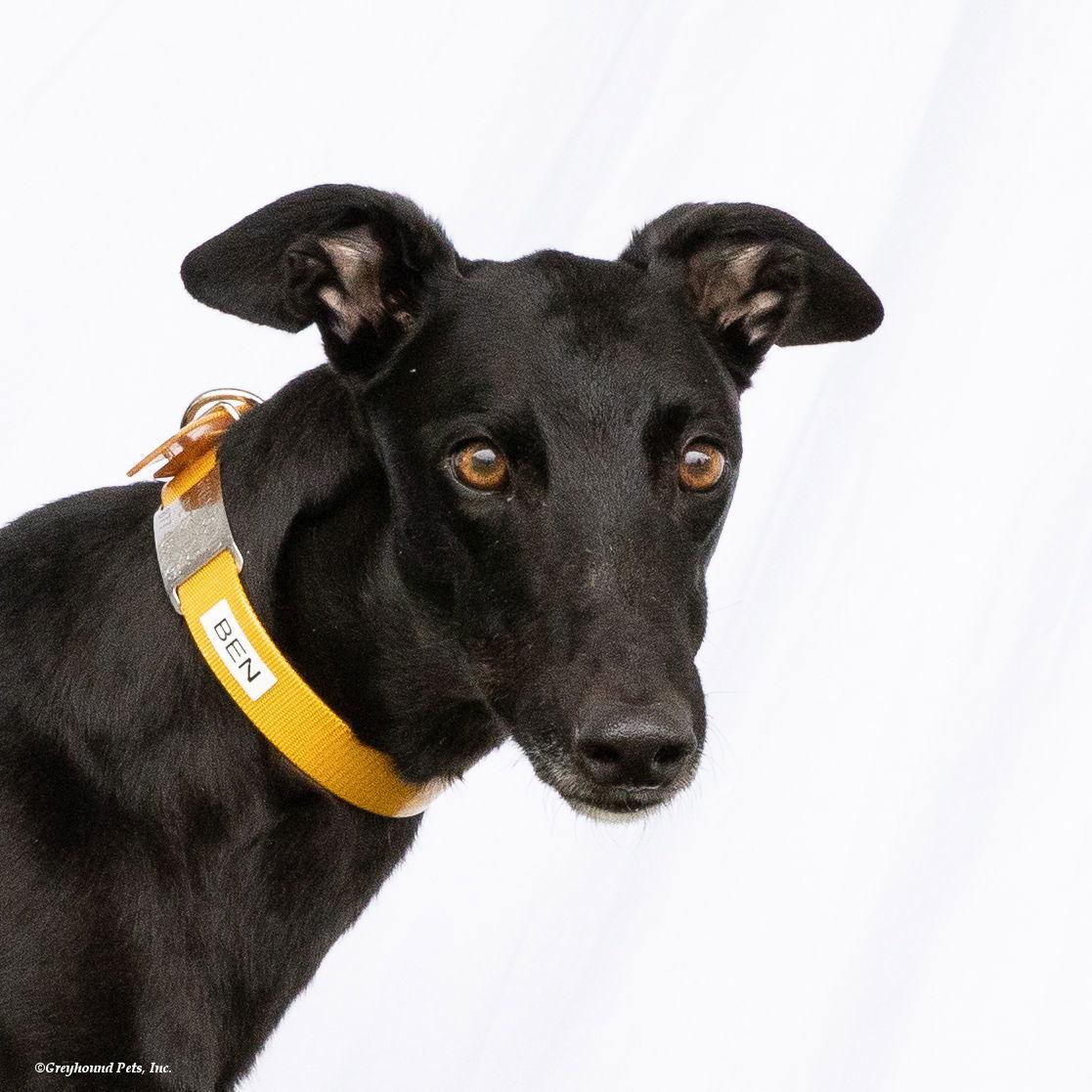 Enlarge Ben, a Adoptable Greyhound in Woodinville, WA image 2/3