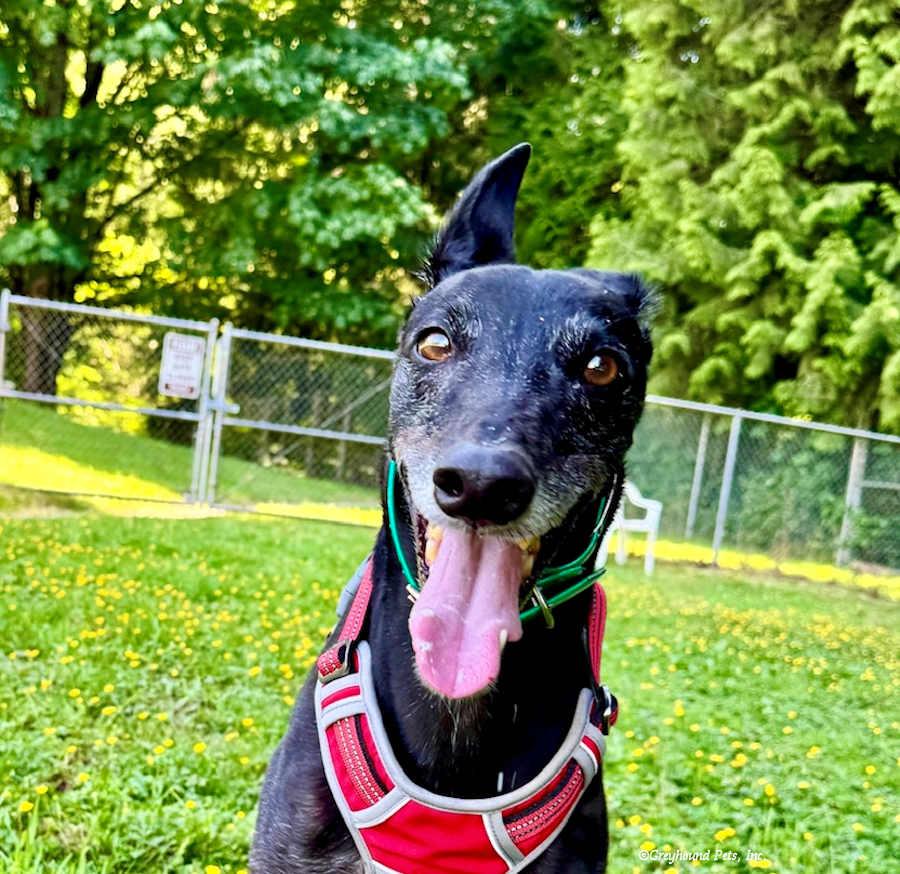 Enlarge Ben, a Adoptable Greyhound in Woodinville, WA image 3/3