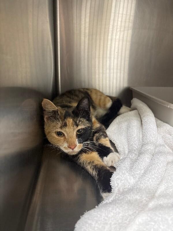 Lyra, Adoptable, Adult Female Domestic Short Hair.