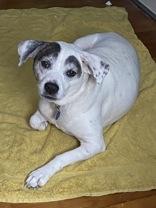 Holly (164354)(In Foster Home), ADOPTABLE, Senior Female Terrier.