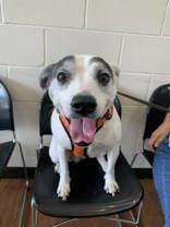 Holly (164354)(In Foster Home), a ADOPTABLE mixed breed in Baton Rouge, LA image 4/4