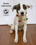Holly (164354)(In Foster Home), a ADOPTABLE mixed breed in Baton Rouge, LA image 3/4
