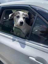 Holly (164354)(In Foster Home), a ADOPTABLE mixed breed in Baton Rouge, LA image 2/4
