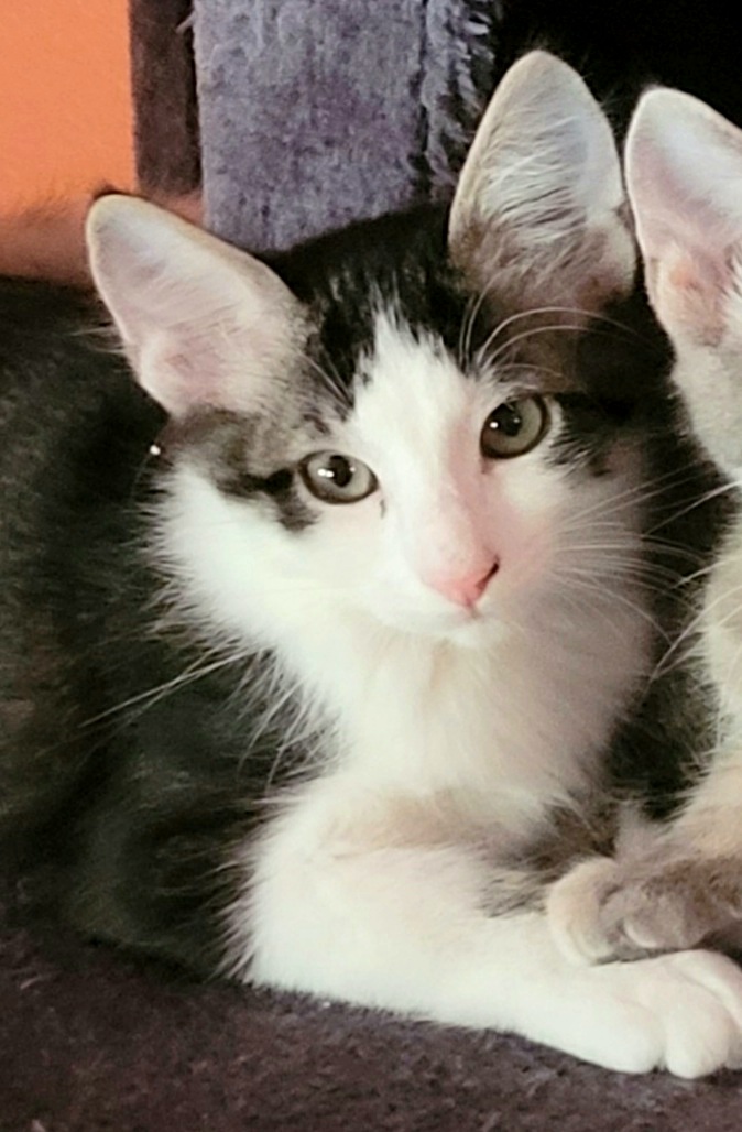 Oreo, Adopted, Kitten Male Domestic Short Hair.