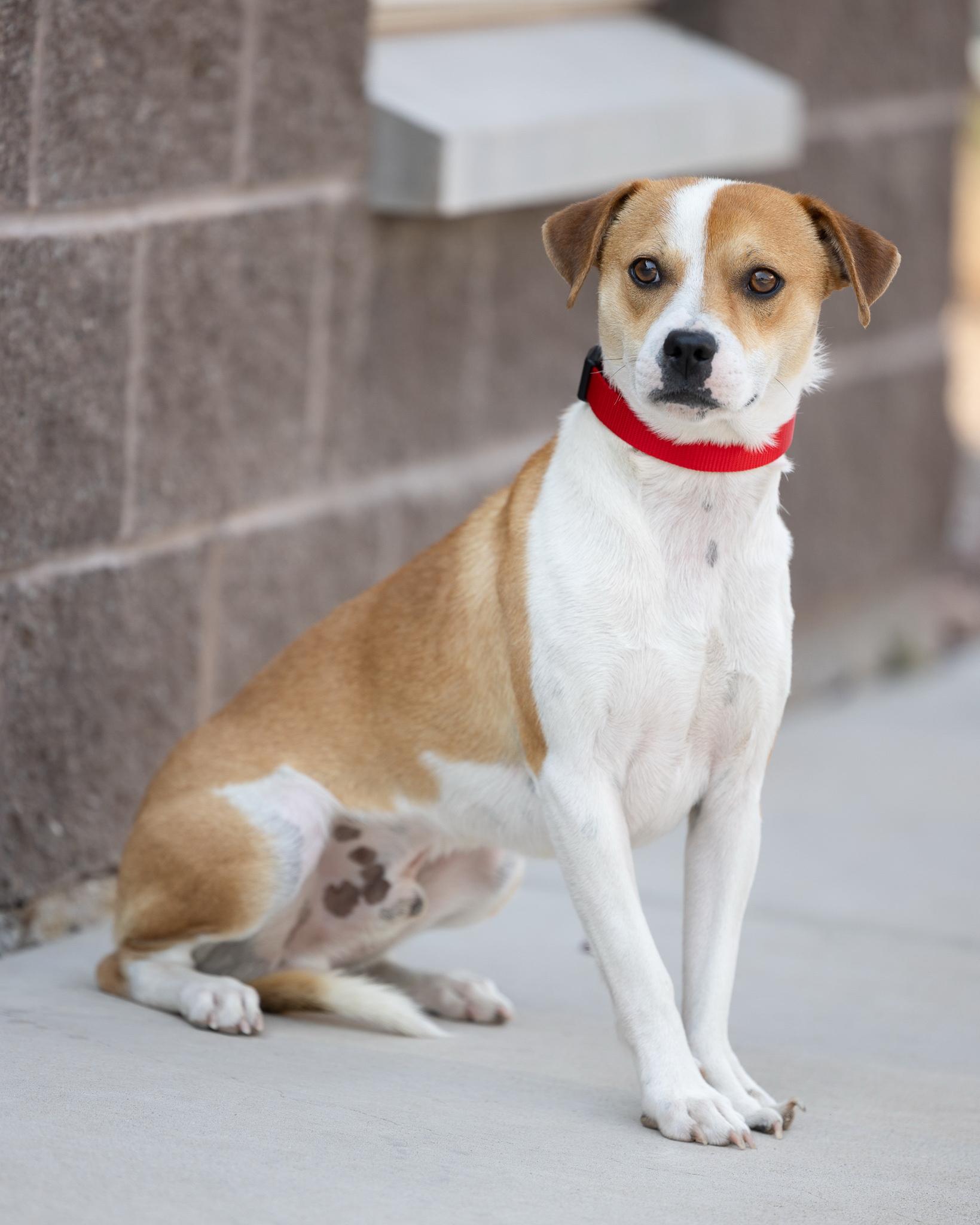 BISQUE, ADOPTABLE, Adult Male Beagle.