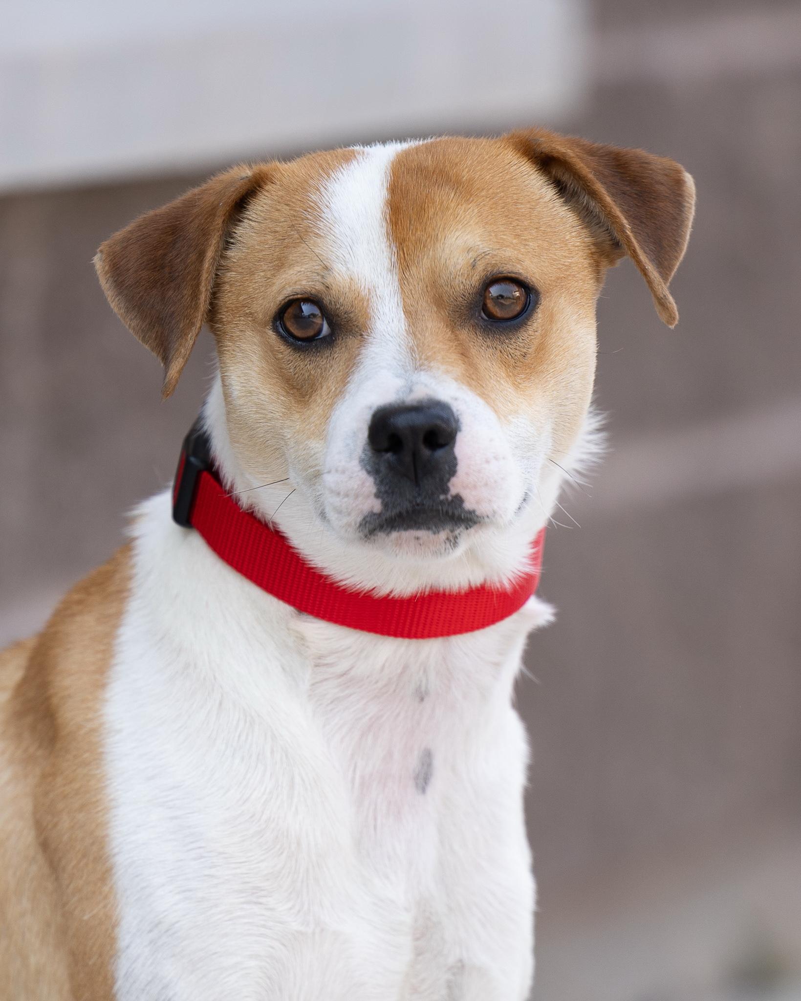 BISQUE, a ADOPTABLE mixed breed in Moab, UT image 2/2