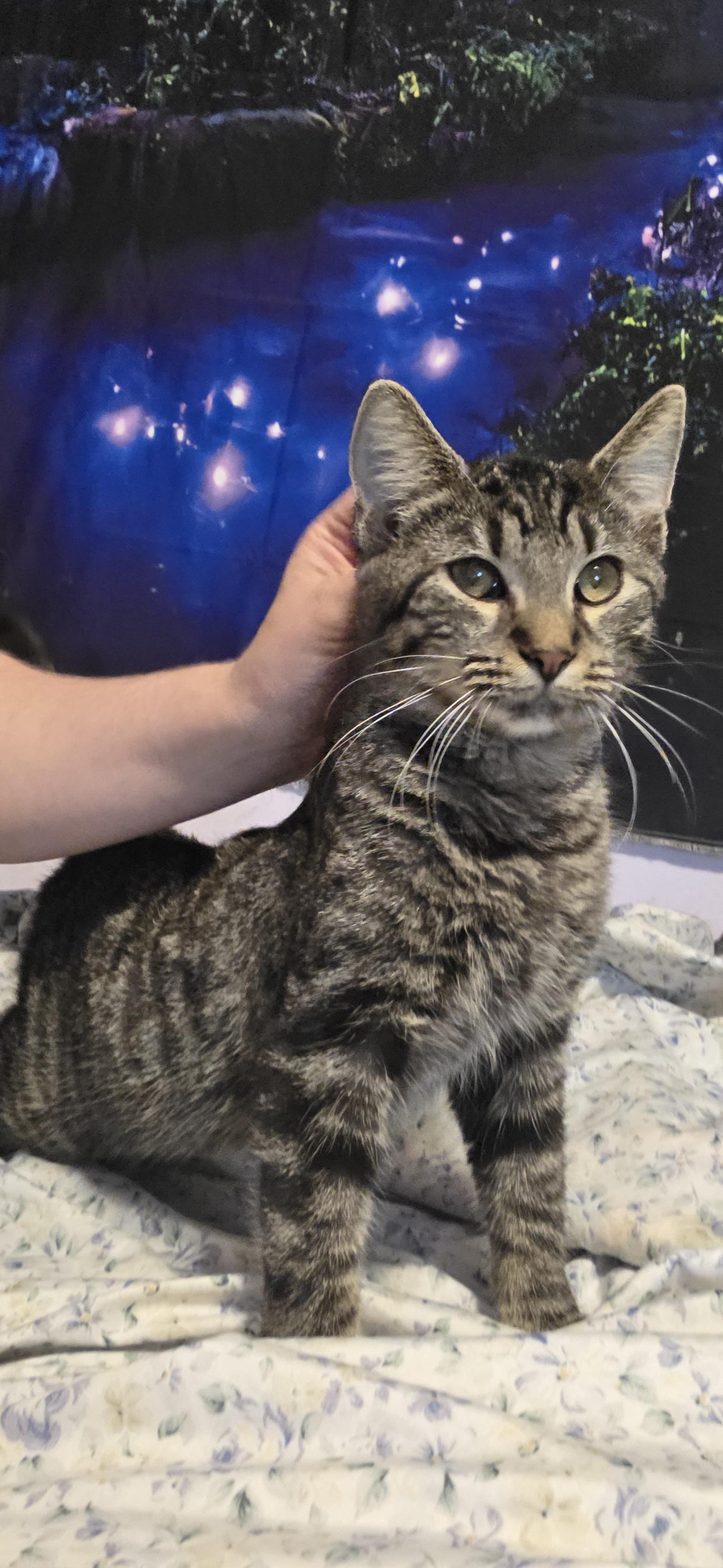 Enlarge Tiger, a Adoptable mixed breed in Evansville, IN image 1/2
