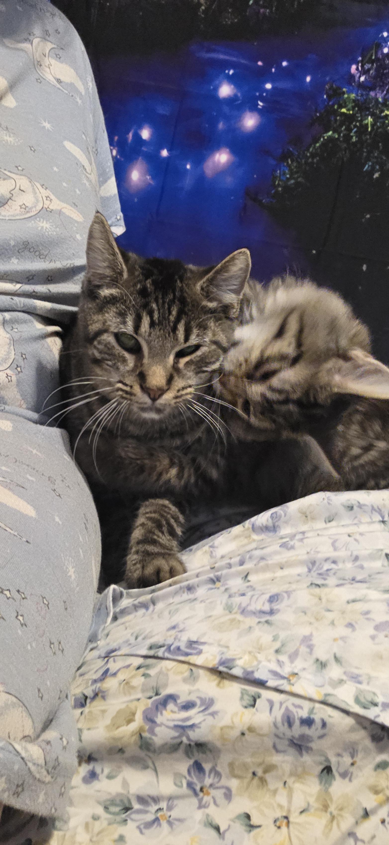 Enlarge Tiger, a Adoptable mixed breed in Evansville, IN image 2/2