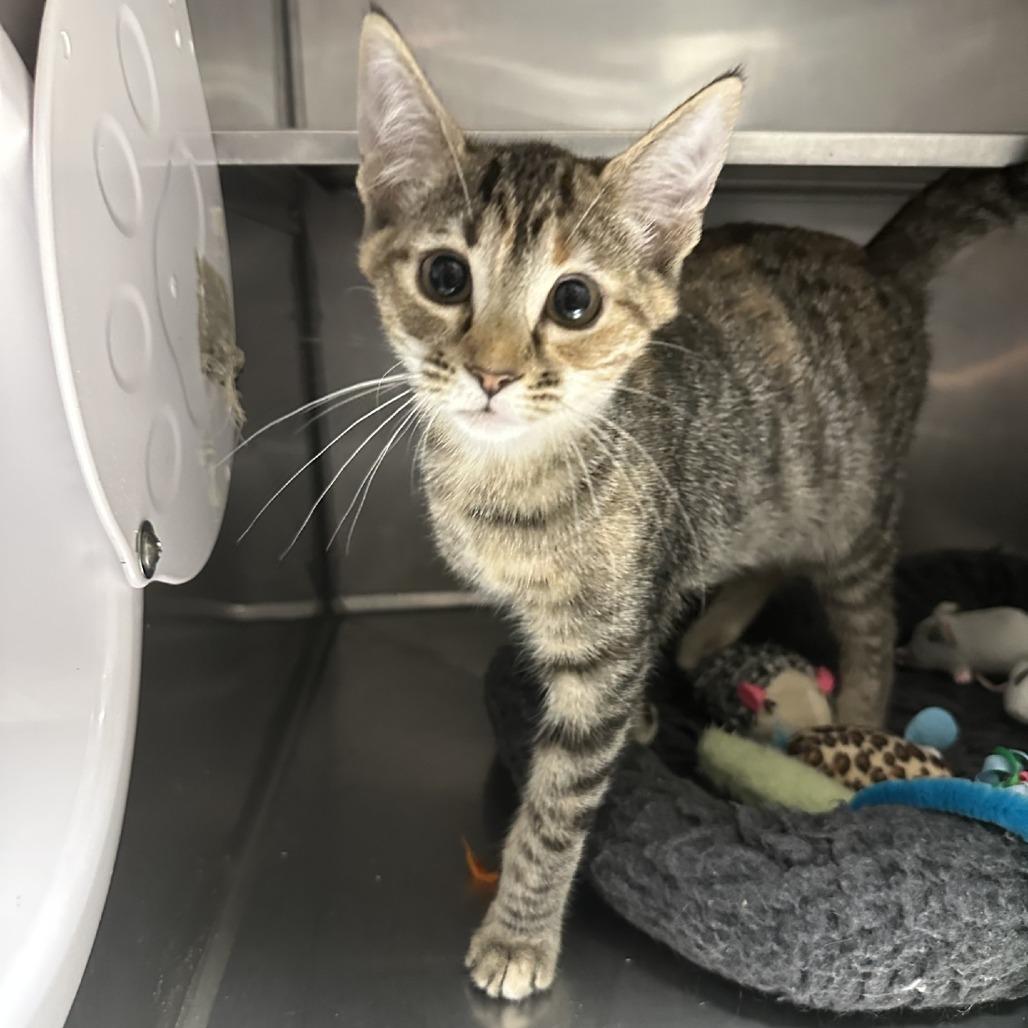 Jelly Bean, Adoptable, Kitten Female Domestic Short Hair.