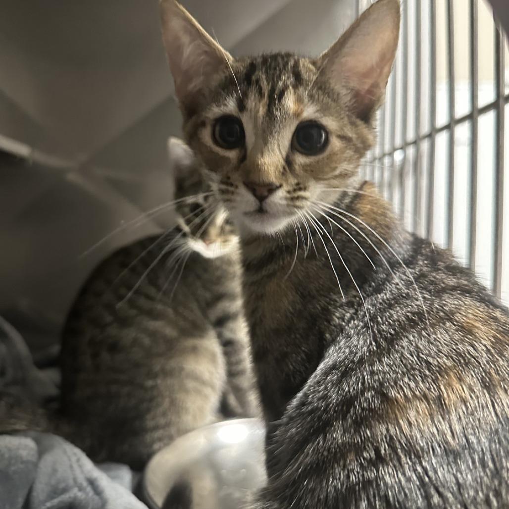 Enlarge Jelly Bean, a Adoptable Domestic Short Hair in Blue Ridge, GA image 2/2