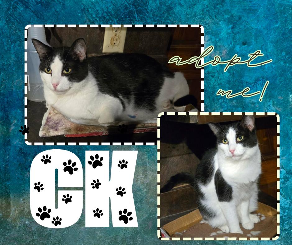 CK, ADOPTABLE, Adult Male American Shorthair.