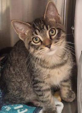Chomper, ADOPTABLE, Young Male Domestic Short Hair.