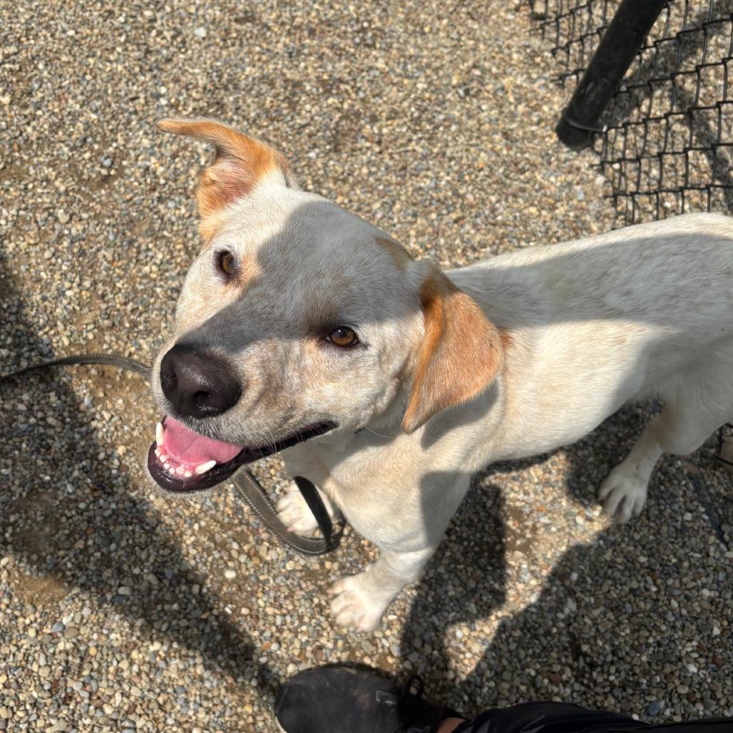 Jake, Adoptable, Young Male Cattle Dog.