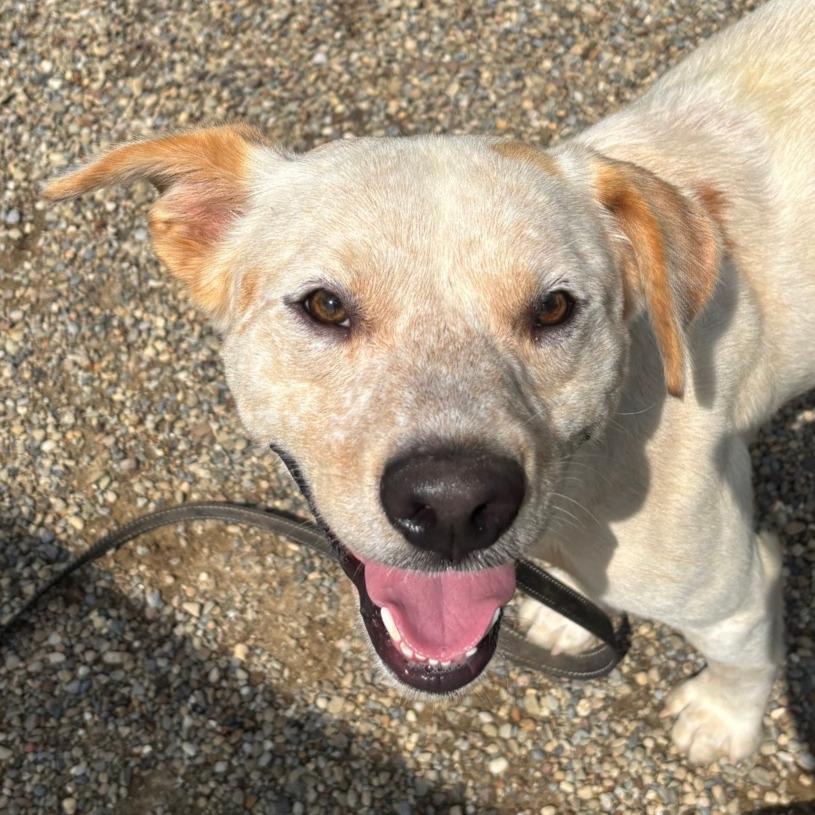 Enlarge Jake, a Adoptable Cattle Dog in Columbia Station, OH image 2/5