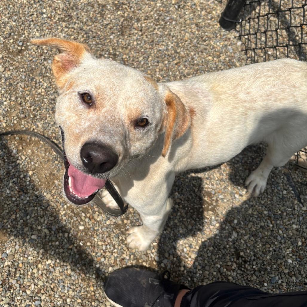 Enlarge Jake, a Adoptable Cattle Dog in Columbia Station, OH image 3/5