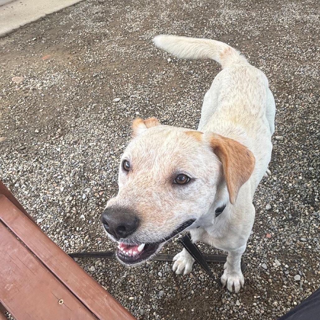 Enlarge Jake, a Adoptable Cattle Dog in Columbia Station, OH image 5/5