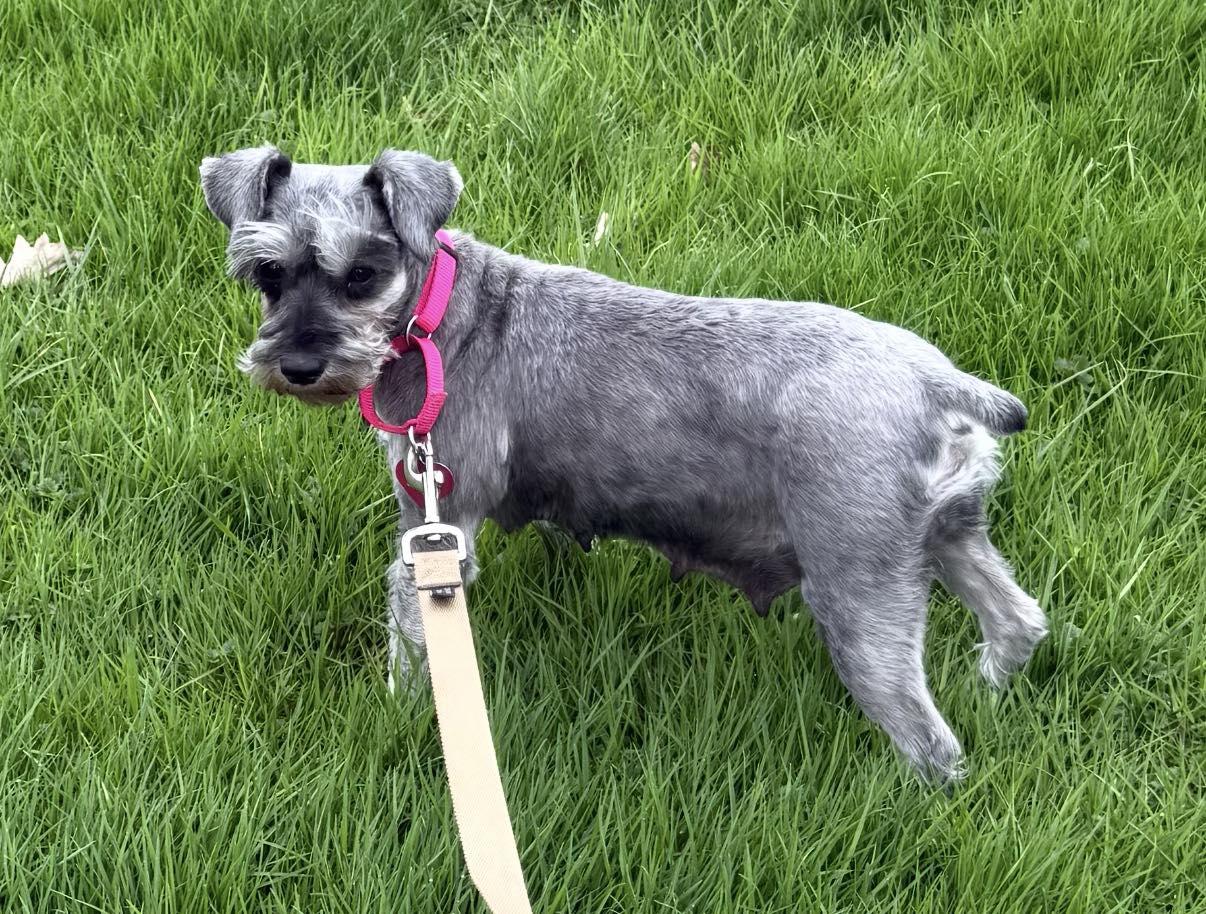 Enlarge Celia, an adopted Miniature Schnauzer in Vermilion, OH image 1/5