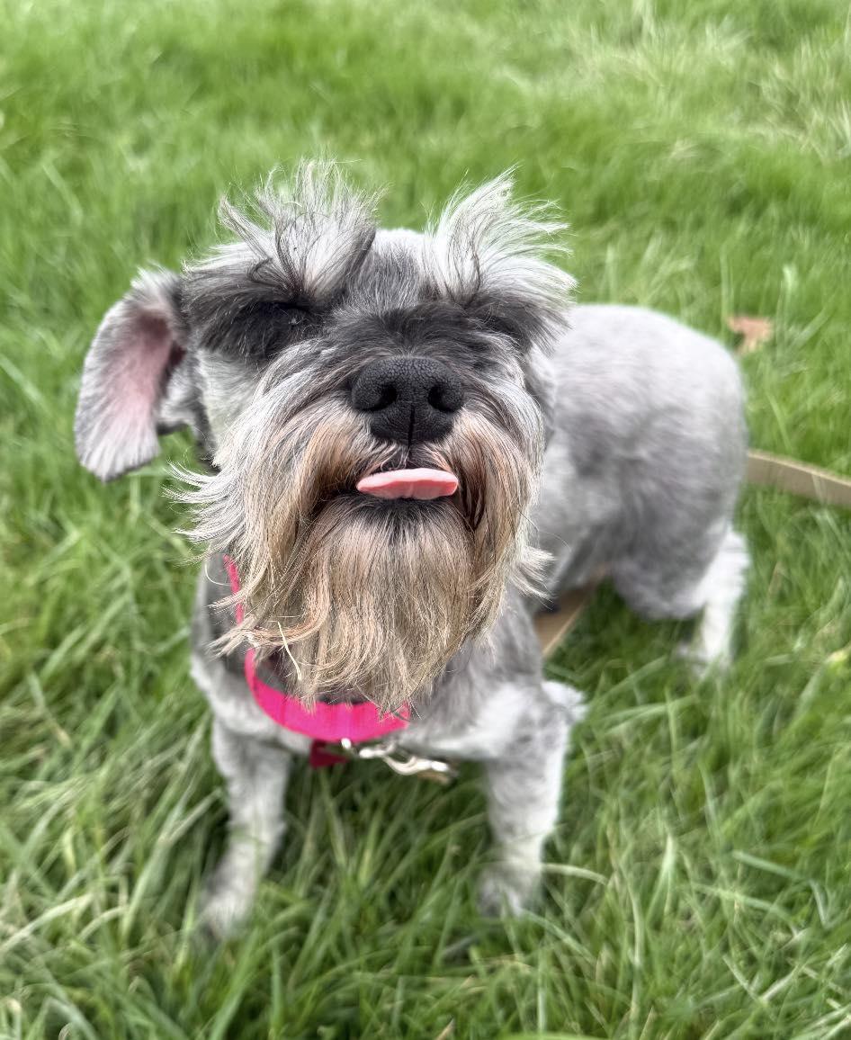 Enlarge Celia, an adopted Miniature Schnauzer in Vermilion, OH image 3/5
