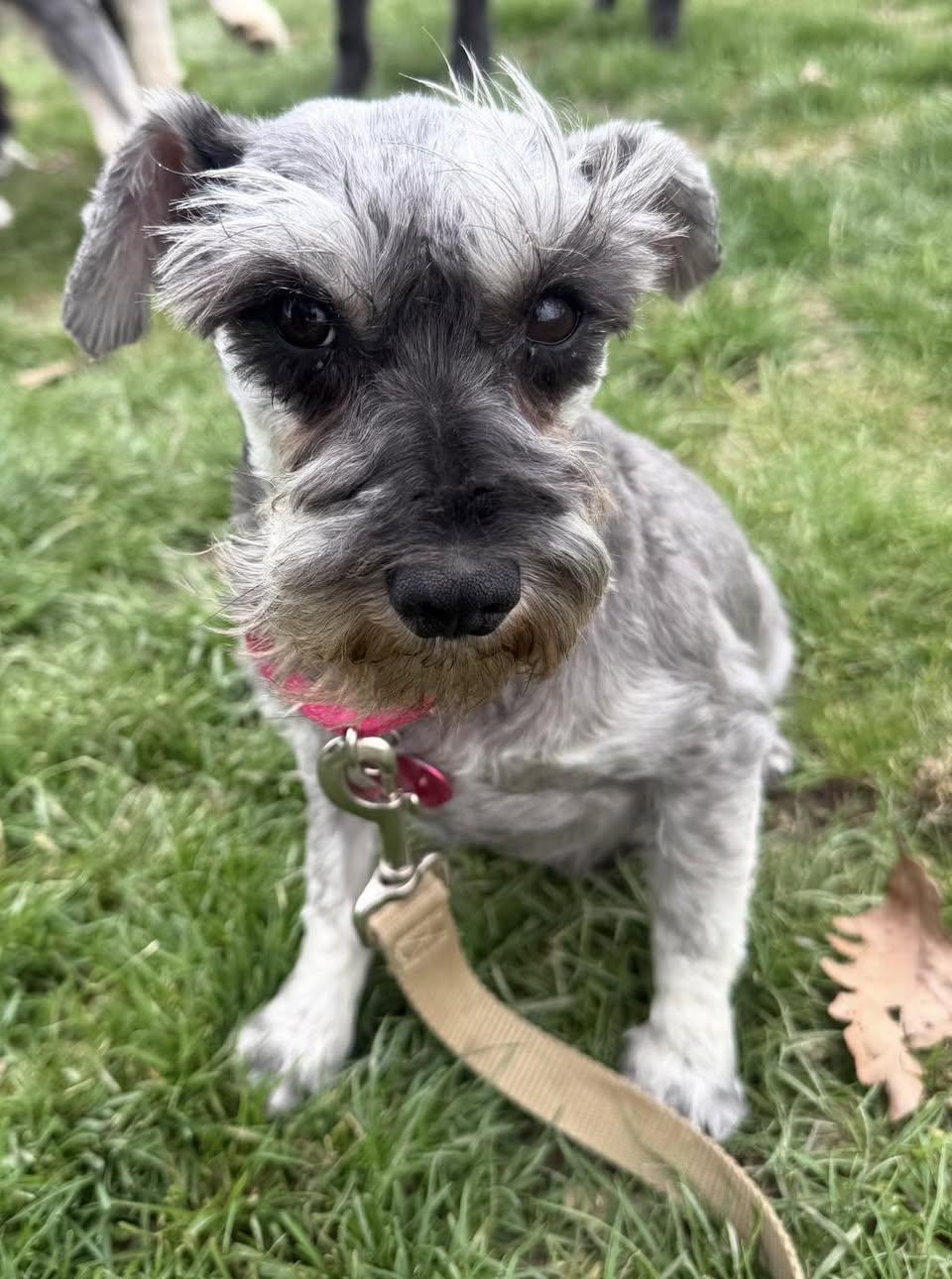 Enlarge Celia, an adopted Miniature Schnauzer in Vermilion, OH image 2/5