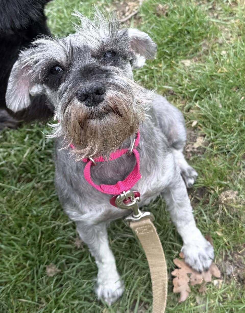 Enlarge Celia, an adopted Miniature Schnauzer in Vermilion, OH image 4/5