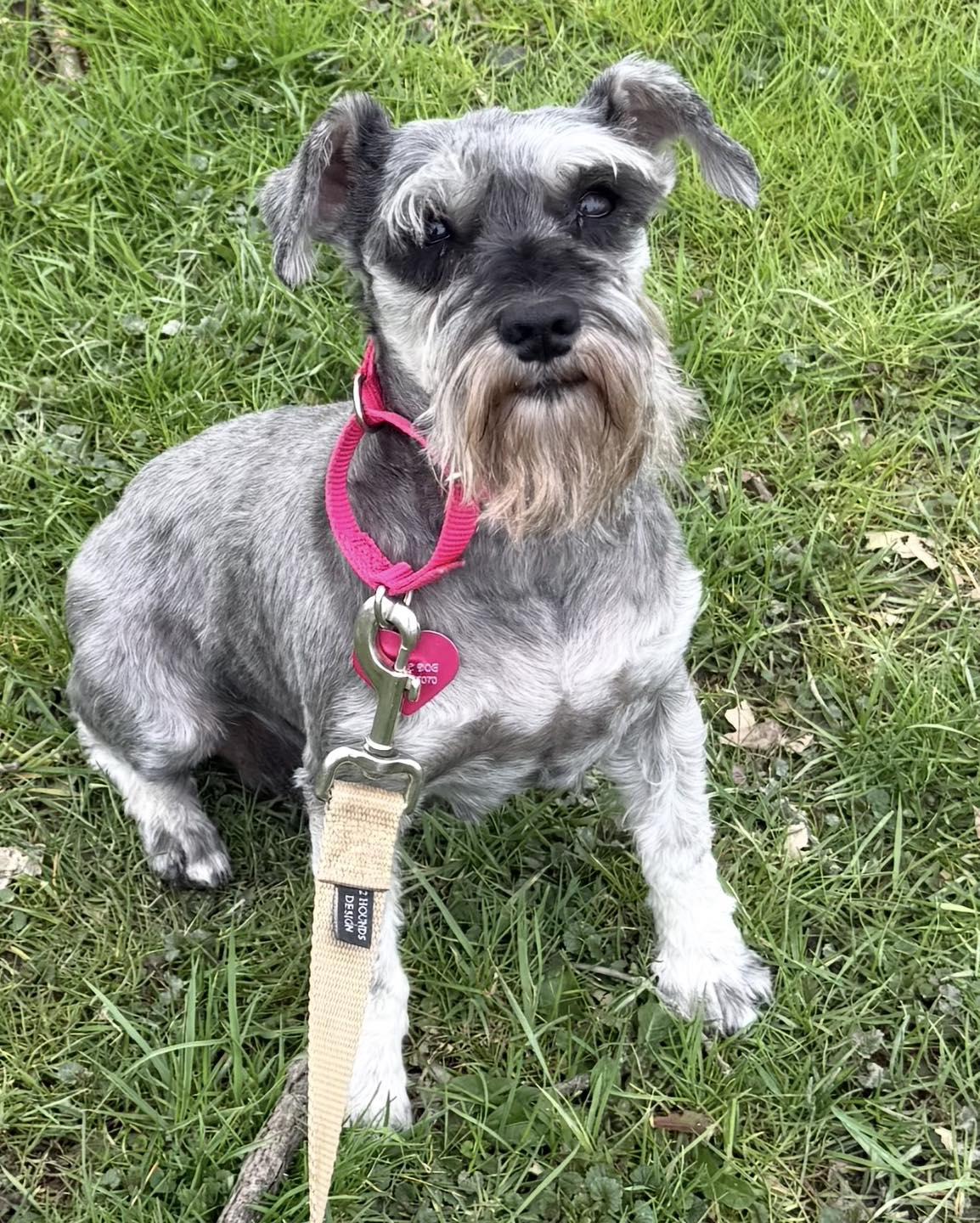 Enlarge Celia, an adopted Miniature Schnauzer in Vermilion, OH image 5/5