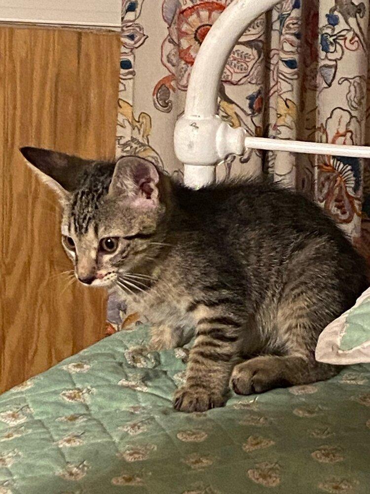 Kittens Taco & Beans, Adopted, Young Male Domestic Short Hair.