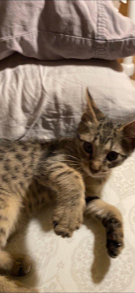 Enlarge Kittens Taco & Beans, a Adopted mixed breed in Crescent City, FL image 2/4