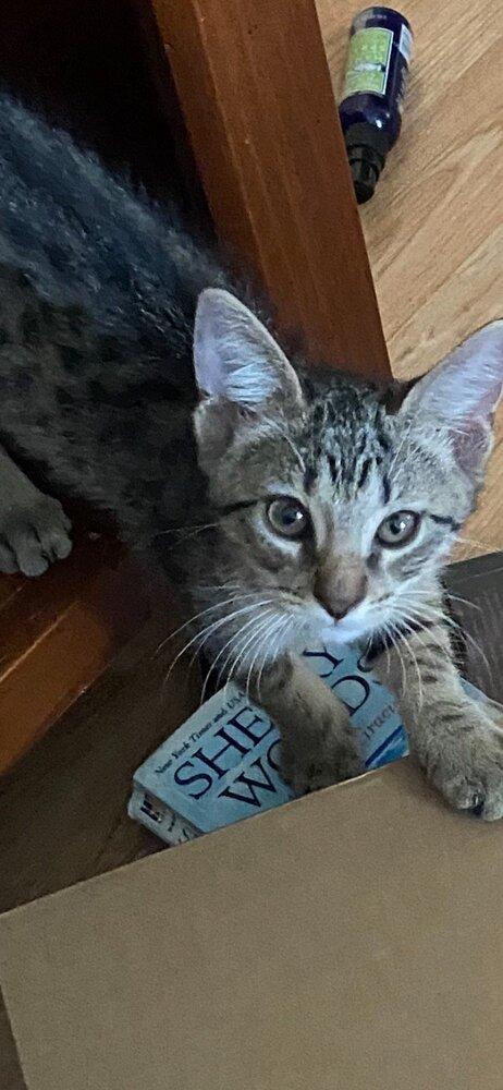 Enlarge Kittens Taco & Beans, a Adopted mixed breed in Crescent City, FL image 4/4