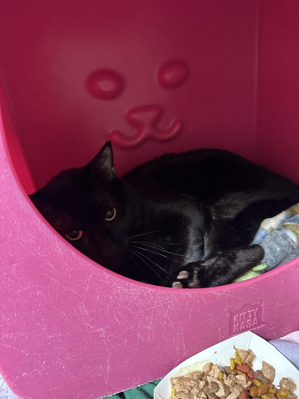 Mickey, an adoptable Domestic Short Hair in Billings, MT, 59102 | Photo Image 2