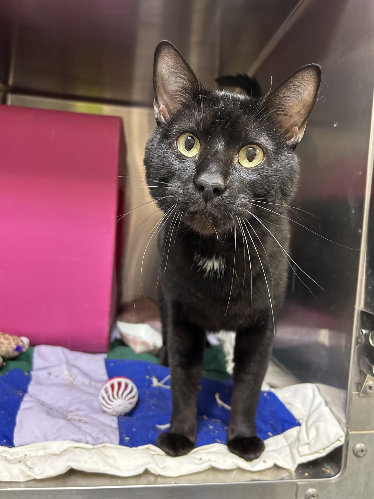 Mickey, an adoptable Domestic Short Hair in Billings, MT, 59102 | Photo Image 1