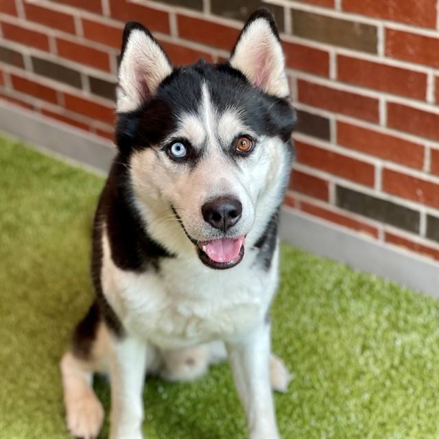 ZERO, Adoptable, Adult Male Siberian Husky.