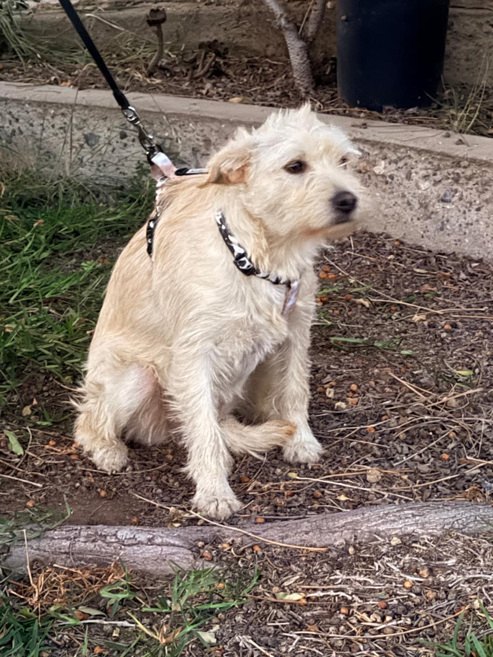 Enlarge Lulu, a Adoptable mixed breed in San Diego, CA image 3/4