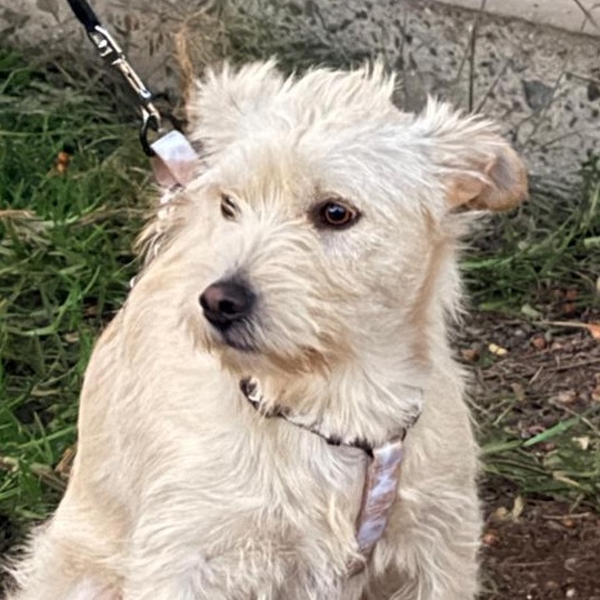 Lulu, Adoptable, Adult Female Border Terrier.