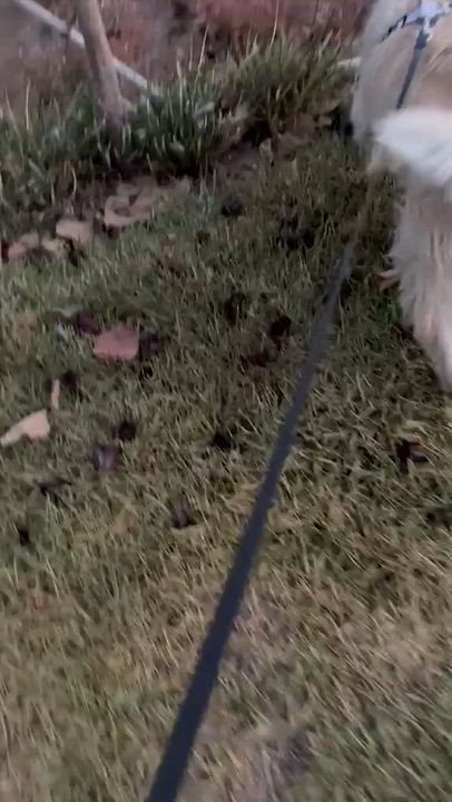 Enlarge Lulu, a Adoptable mixed breed in San Diego, CA video 4/4