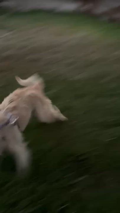 Enlarge Lulu, a Adoptable mixed breed in San Diego, CA video 2/4