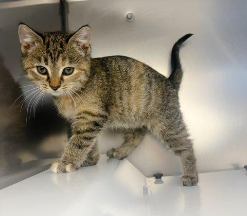 Eden, Adoptable, Kitten Female Domestic Short Hair.