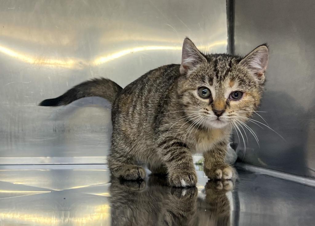 Enlarge Eden, a Adopted mixed breed in Murray, KY image 1/5