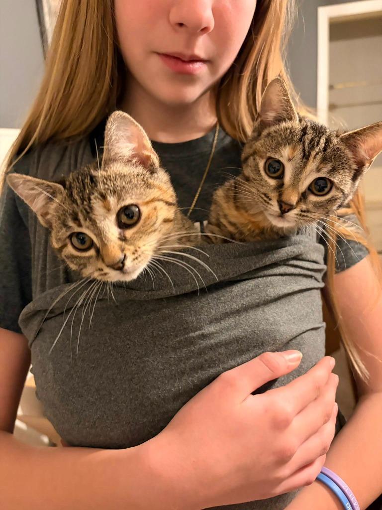 Enlarge Eden, a Adopted mixed breed in Murray, KY image 2/5