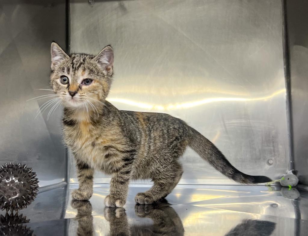 Enlarge Eden, a Adopted mixed breed in Murray, KY image 4/5