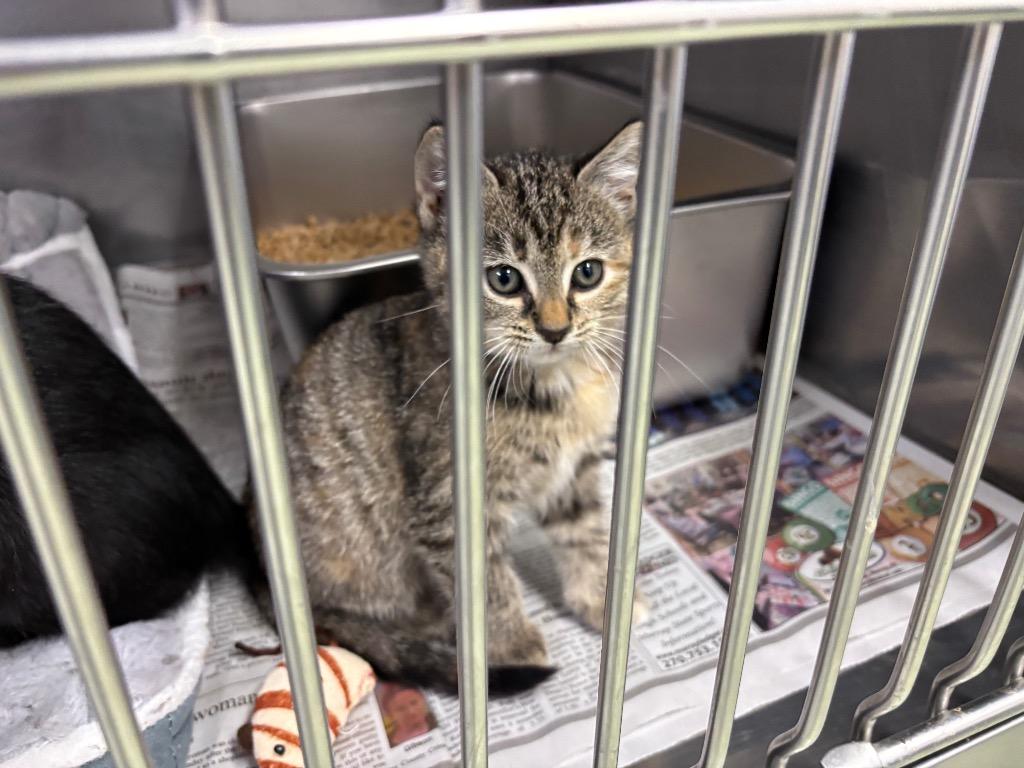 Enlarge Eden, a Adopted mixed breed in Murray, KY image 5/5