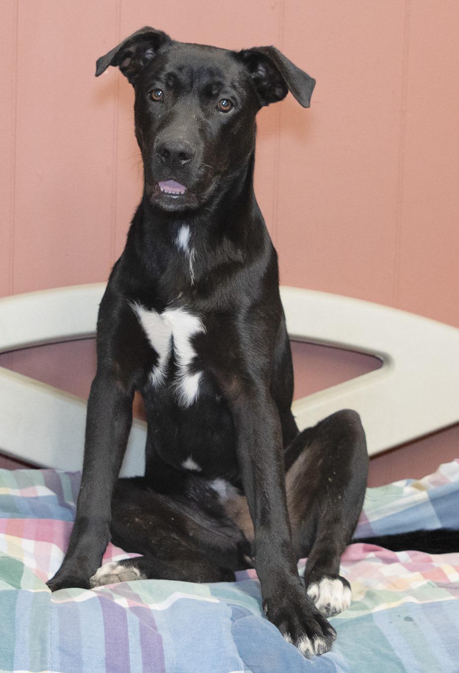 ISAAC, a Adoptable mixed breed in Lebanon, TN image 2/6