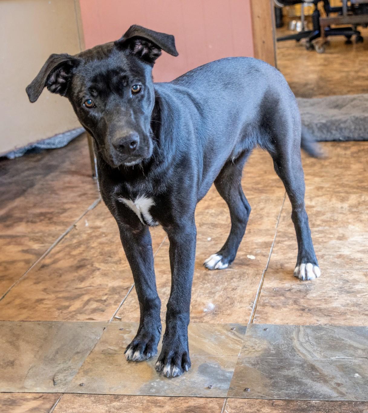 ISAAC, a Adoptable mixed breed in Lebanon, TN image 3/6