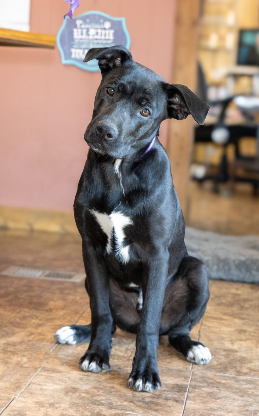 ISAAC, a Adoptable mixed breed in Lebanon, TN image 4/6